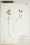 Euphorbia hypericifolia L., BRAZIL, F