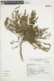 Euphorbia melanocarpa Boiss., PERU, F