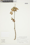 Jatropha ribifolia (Pohl) Baill., BRAZIL, F