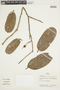 Mabea speciosa subsp. speciosa, BRAZIL, F