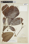 Hevea pauciflora (Spruce ex Benth.) Müll. Arg., BRITISH GUIANA [Guyana], F