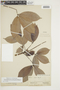 Hevea pauciflora var. coriacea Ducke, BRITISH GUIANA [Guyana], F