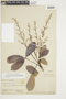 Hevea pauciflora var. coriacea Ducke, BRITISH GUIANA [Guyana], F