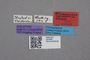 2819288 Trichopsenius californicus HT labels IN