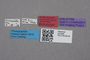 2819289 Xenistusa hexagonalis HT labels IN