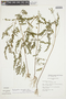 Phyllanthus stipulatus (Raf.) G. L. Webster, PERU, F