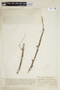 Phyllanthus acidus (L.) Skeels, VENEZUELA, F