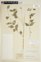 Phyllanthus acuminatus Vahl, COLOMBIA, F