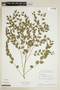 Phyllanthus acuminatus Vahl, BRAZIL, F