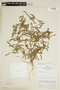 Phyllanthus amarus K. Schum. & Thonn., PERU, F