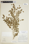 Phyllanthus brasiliensis (Aubl.) Poir., PERU, F