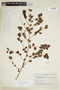 Phyllanthus brasiliensis (Aubl.) Poir., BRAZIL, F