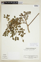 Phyllanthus brasiliensis (Aubl.) Poir., VENEZUELA, F