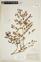 Phyllanthus brasiliensis (Aubl.) Poir., F