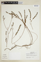 Phyllanthus compressus Kunth, PERU, F