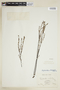 Phyllanthus dawsonii Steyerm., F