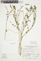Phyllanthus graveolens Kunth, PERU, F