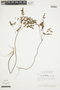 Phyllanthus orbiculatus Rich., BRAZIL, F