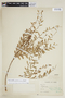 Phyllanthus pavonianus Baill., PERU, F