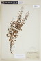 Phyllanthus pavonianus Baill., PERU, F