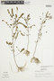 Phyllanthus stipulatus (Raf.) G. L. Webster, PERU, F