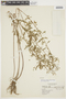 Phyllanthus stipulatus (Raf.) G. L. Webster, BRAZIL, F