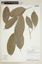 Brosimum alicastrum subsp. bolivarense (Pittier) C. C. Berg, PERU, F
