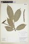 Clarisia ilicifolia (Spreng.) Lanj. & Rossberg, GUYANA, F