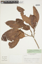Micrandra spruceana (Baill.) R. E. Schult., COLOMBIA, F