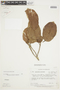Micrandra spruceana (Baill.) R. E. Schult., COLOMBIA, F