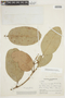 Micrandra sprucei (Müll. Arg.) R. E. Schult., COLOMBIA, F