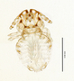 28668 Geomydoecus wardi PT d IN