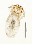 28676 Geomydoecus wardi PT d IN