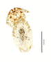 28676 Geomydoecus wardi PT v IN
