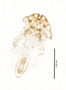 28694 Geomydoecus wardi PT v IN