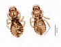 28777 Bucerocophorus pachycnemis NPT v IN