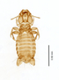 28865 Eutrichophilus emersoni PT d IN