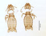 28867 Eutrichophilus emersoni PT d IN