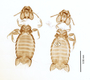 28867 Eutrichophilus emersoni PT v IN