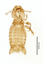 28869 Eutrichophilus emersoni PT d IN