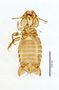 28869 Eutrichophilus emersoni PT v IN