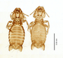 28875 Eutrichophilus emersoni PT d IN