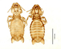 28875 Eutrichophilus emersoni PT v IN