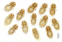 28781 Austrogoniodes demersus PT v IN