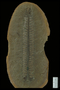 PP28529 - Paleobotany