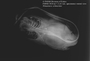 FMNH_5834_Himantura_schmardae_(n = 2 of 2 specimens)_x-ray_ventral view_X857_FZ._jpg