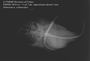 FMNH_5834_Himantura_schmardae_(n = 1 of 2 specimens)_x-ray_dorsal view_X858_FZ_jpg