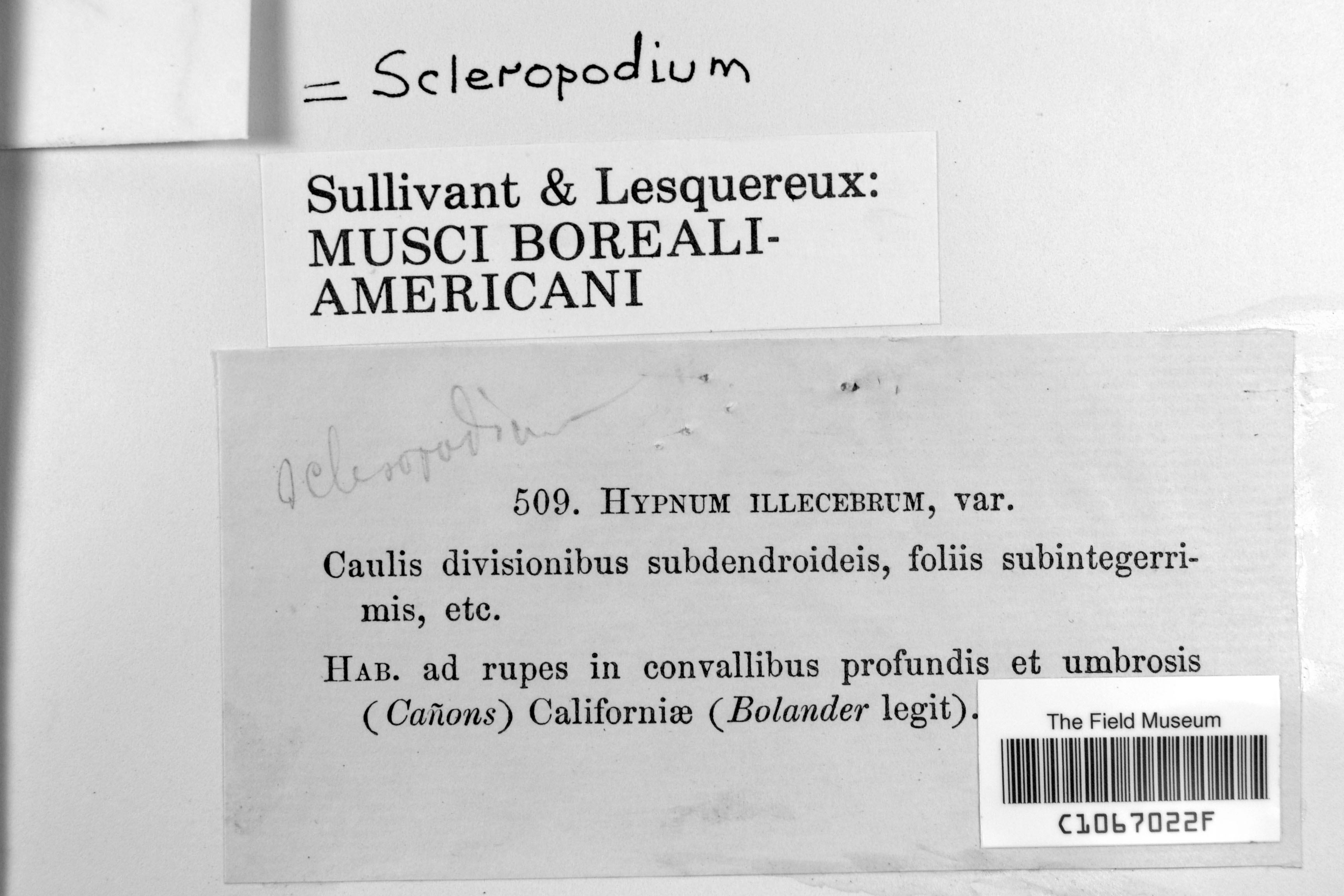 Scleropodium touretii image