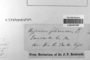 The complete conversion and digitization of the Field Museum's Bryophyte collection: Working towards a networking hub of bryophyte specimen and taxonomic data (Supported by NSF DBI-1057418)