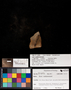 Carbondale Fm., Francis Creek Shale. USA, IL. Will-Kanakee-Grundy Co.